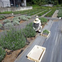 ドライフラワー用に刈り取ります