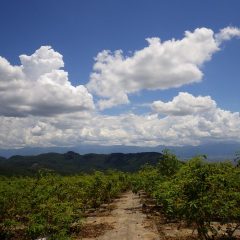 夏空の広がるローズ畑