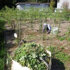 枝を整理したところから除草作業が始まっています
