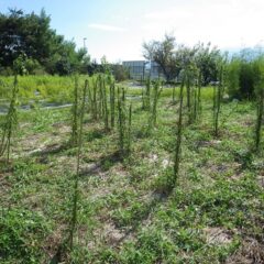 伸びた枝を整理しましたが昼顔のつるがローズに巻き付いています
