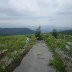 今にも降り出しそうな空模様のローズ畑