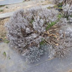 今年は傷んだラベンダーが目立ちます