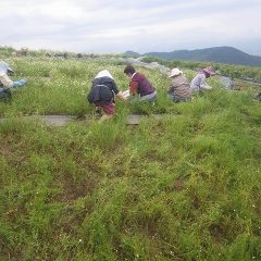 農場のカモマイル・ジャーマンの収穫が始まりました