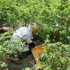 日が傾くまで汗だくの作業は続けられます