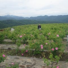 ローズも咲き始めているので同時進行で収穫する事になりました