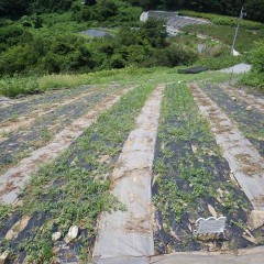 2週間前に除草したカモマイル・ジャーマン畑にはまた雑草がビッシリと生えています