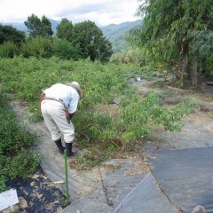 ローズ畑の除草再開