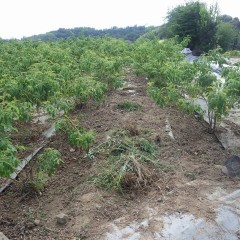 除草の終わったローズ畑