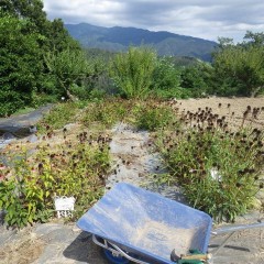 エキナセアの枯れた花柄を片付けました