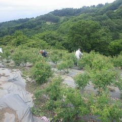 雨が降り出さない内に大急ぎでローズ畑を収穫して回ります