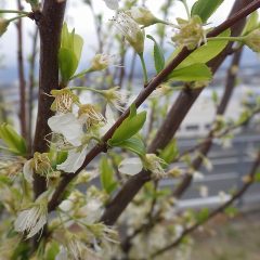 スモモの花も咲き終わり若葉が出始めました