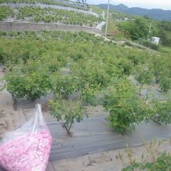 ローズの収穫は雨に降られることなく無事に終了しました