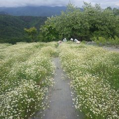 カモマイル・ジャーマンの収穫はこちらの畑に移りました