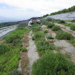 午前中に収獲して小さく束ねて乾燥させます