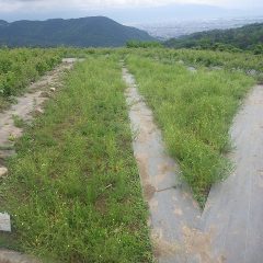 綺麗に収穫出来ました