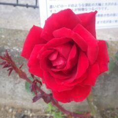 深紅のつるバラ（ダイナマイト）