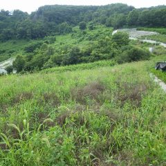 どの畑も雑草で覆われてしまいました