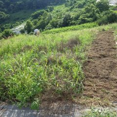 炎天下の中で辛い除草作業が続きます