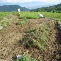 日が傾くまで除草作業は続けられました