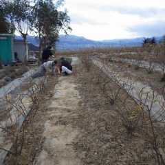 立派な花を咲かせてくれる様に丁寧に作業を行っています