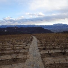 農場は雪雲が迫り粉雪が舞っています