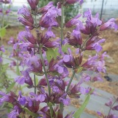 セージの花も満開です