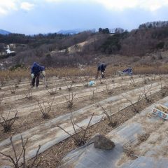 耳がちぎれる様な寒風の中で作業は続けられています