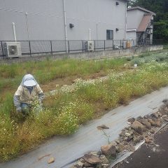 事務局横のカモマイル・ジャーマン畑では二番花の摘み取りが行われています