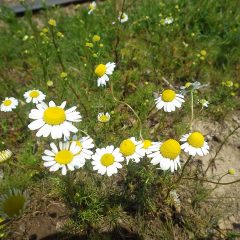 カモマイル・ジャーマ開花