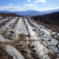 剪定の終わったローズ畑は静かに春の訪れを待っています