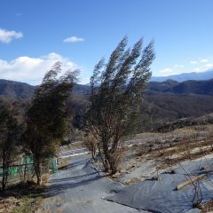 今日も農場には寒風が吹き荒れています