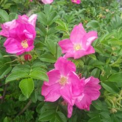 最後にジャパニーズローズと言われるハマナス（Rosa rugosa）