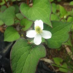 ドクダミの花が咲き始めました
