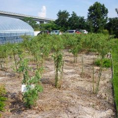 約1/3の花柄を取り終えました