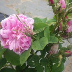 香水の原料に使われるローズ・ケンティフォリア（Rosa centiforia）