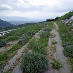 そしてお約束の除草作業