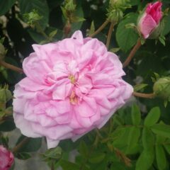 大輪のローズ・ダマスケナ・ビフェラ（Rosas damascena bifera）
