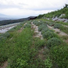 ん～ん、先が見えない・・・・・