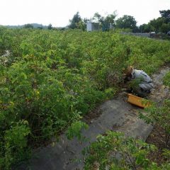 そんな猛暑の中で除草作業に休みはありません