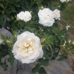 イラン原産のローズ・ダマスケナ・イスパハン（Rosa damascena ispahan）
