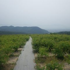 今日の収穫が終わった農場のローズ畑