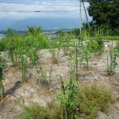 花柄取りの終わった事務局前のローズ畑