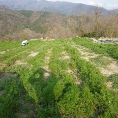 カモマイルジャーマン畑は除草作業中