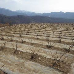 ローズの剪定は順調に進んでいます