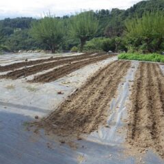 準備の出来た畑から固くなった畑の表面を耕します