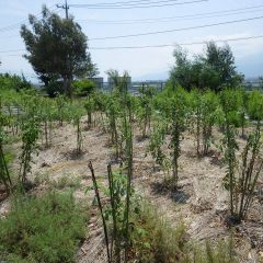 事務局前のローズ畑の花柄取りが終了しました