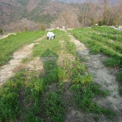 本格的な開花を前に夕方まで除草作業は続けられました