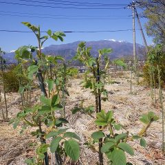 事務局前のローズは茎が伸び始めました