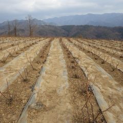 剪定が終わって綺麗に片付いたローズ畑