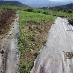 こちら側は既に新たな雑草が茂ってしまいました